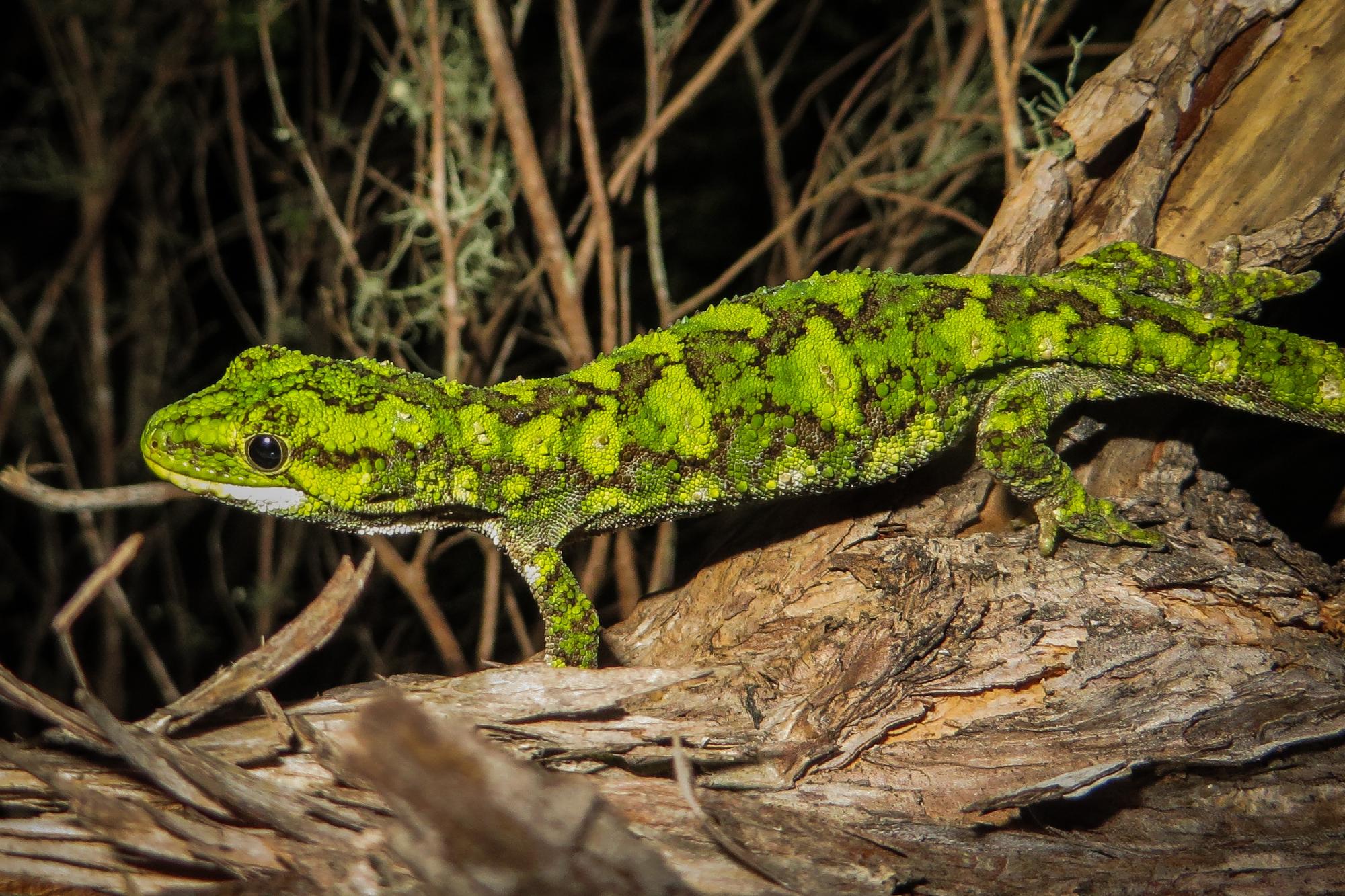 Naultinus rudis NZHS